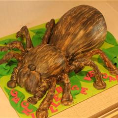 spider 1